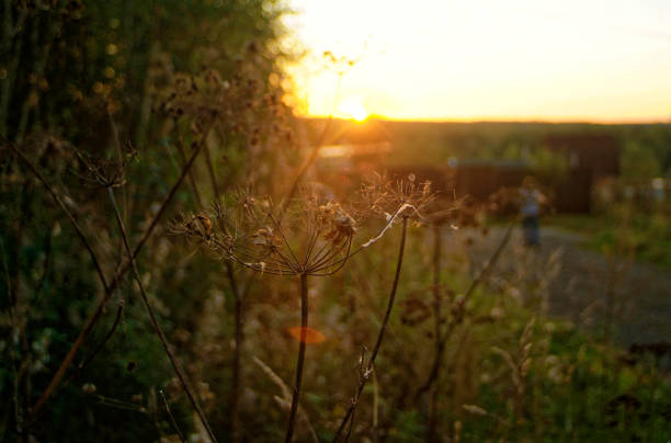 istock wild grass in the evening in summer 936790082