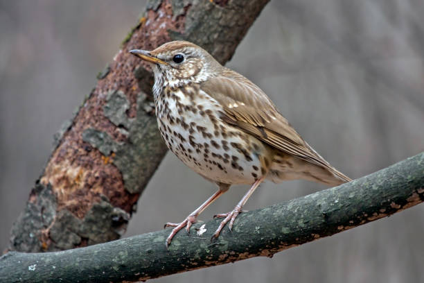 istock Song thrush sitting on the branch 936800424