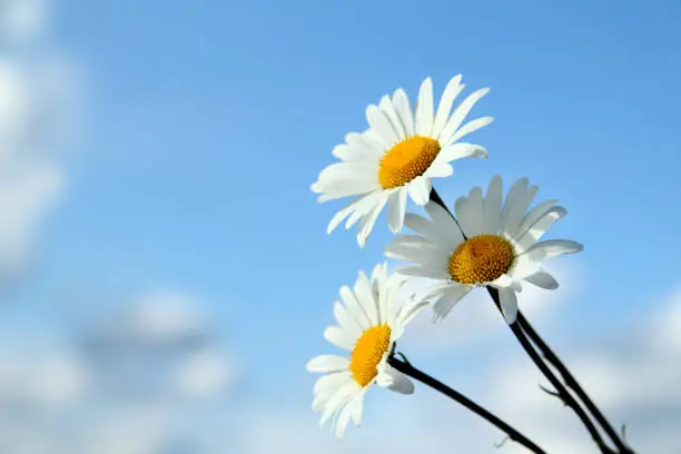 Three daisies with white petals against the blue sky on a sunny day