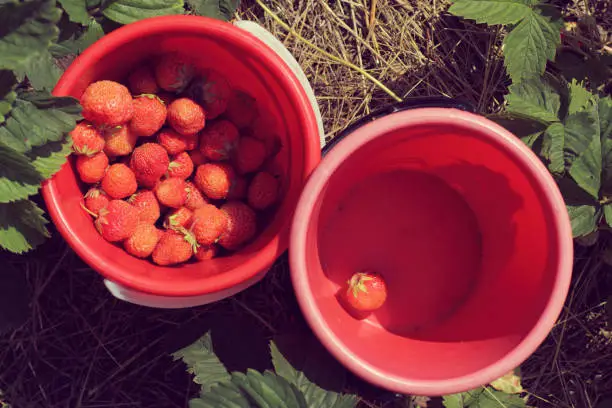 Red strawberries in buckets on beds top view