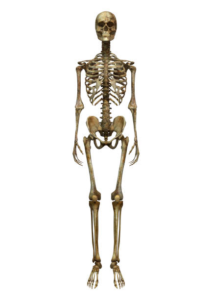 istock 3D illustration human male skeleton on white 936805420