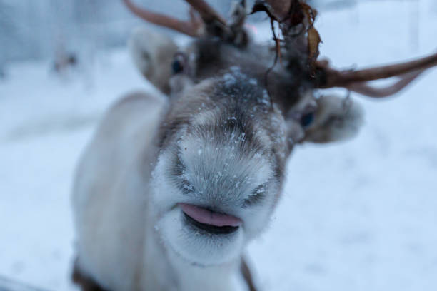 Reindeer pokes his tongue out stock photo