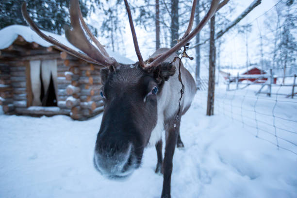 istock A reindeer covered in snow approaches the camera 936808536