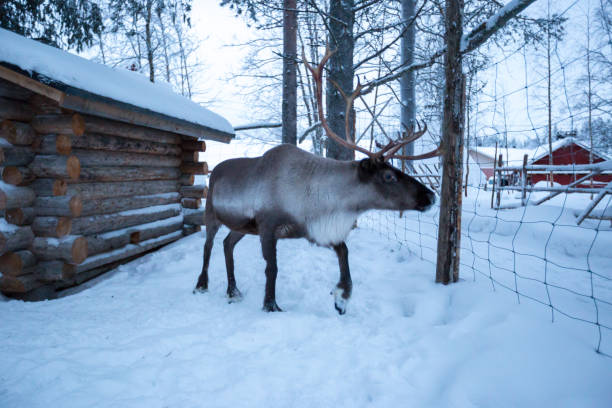 istock A reindeer covered in snow approaches the camera 936808544