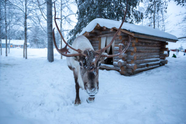 istock A reindeer covered in snow approaches the camera 936808548