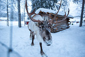 A reindeer covered in snow approaches the camera