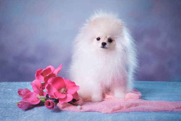 istock Cute White fluffy puppy 936808998