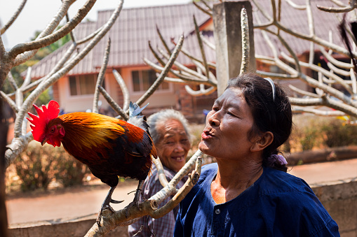 Rural scene with two old thai women and a cockerel on twigs in small village in province Chiang Mai. Village scene in mountains near Myanmar.