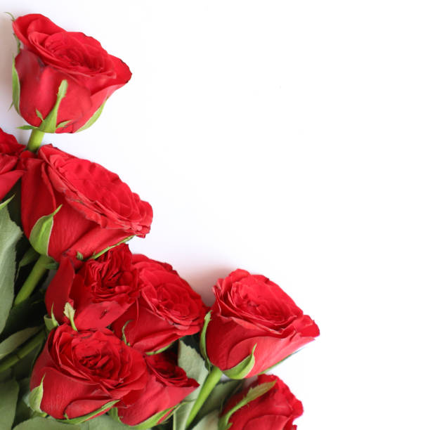 istock Red Rose Multipurpose Background for Anniversary, Wedding, Birthday or other Celebrations 936809326