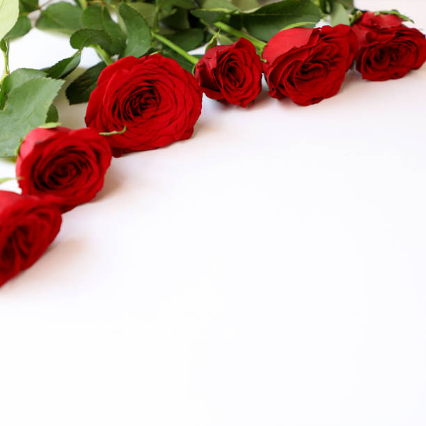 istock Red Rose Multipurpose Background for Anniversary, Wedding, Birthday or other Celebrations 936812182
