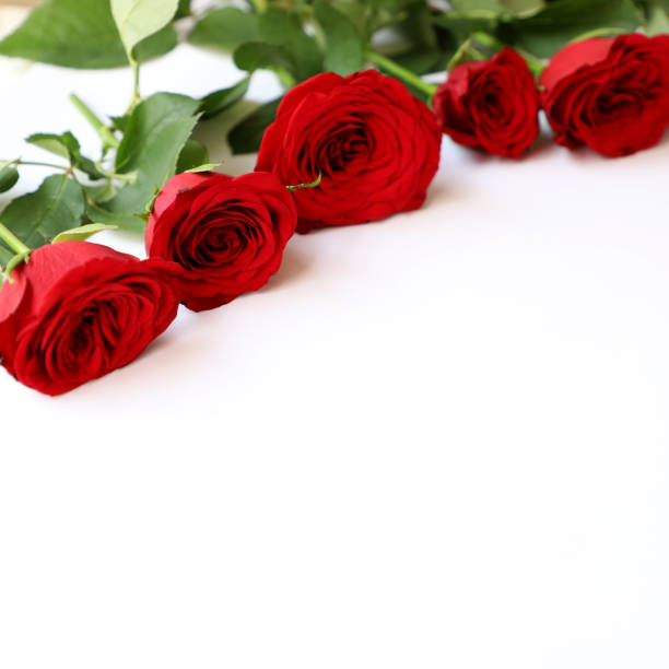istock Red Rose Multipurpose Background for Anniversary, Wedding, Birthday or other Celebrations 936812236