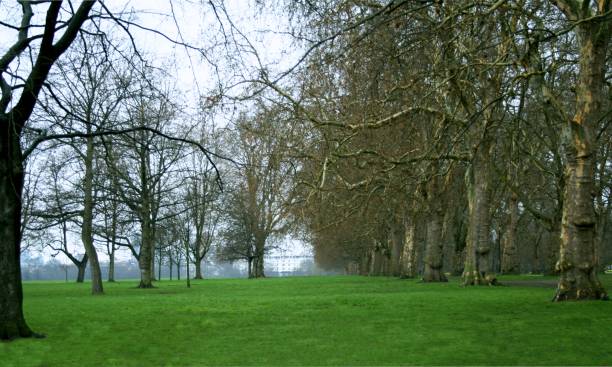 Grove in the city