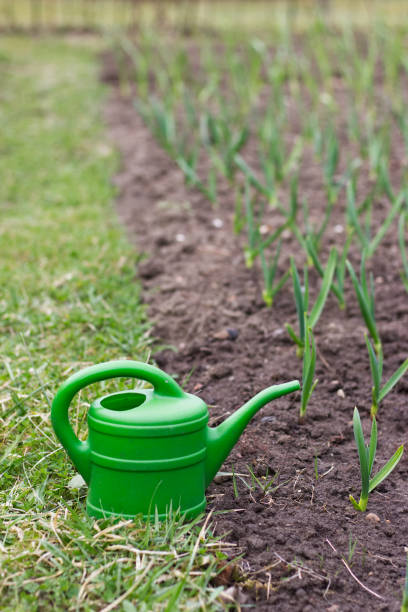 istock Plastic watering can next to garlic plants 936815732
