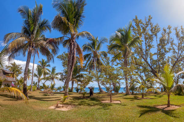 istock Palm trees in the lawn 936815922