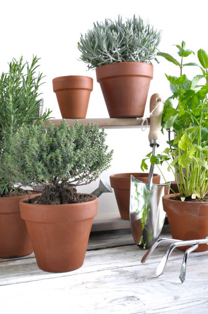 istock aromatic herbs potted on a garden table 936816948