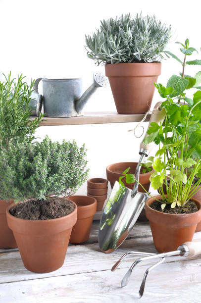 istock aromatic herbs potted on a garden table 936817408