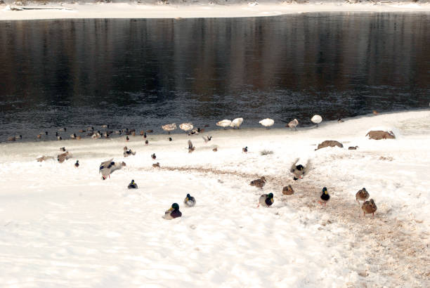 istock Wild birds ashore in frosts 936817502