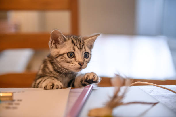 istock Cute American short hair cat cub 936817508