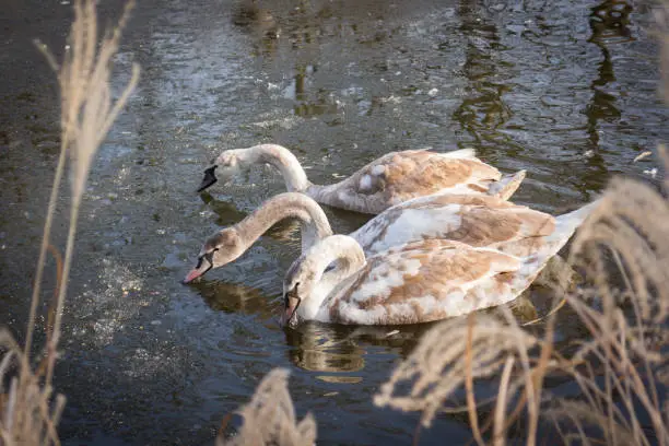 Three brown grey cygnets (Young Swans) swimming feeding in a frozen pond in winter