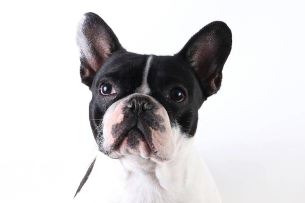 istock french bulldog portrait indoor 936818122