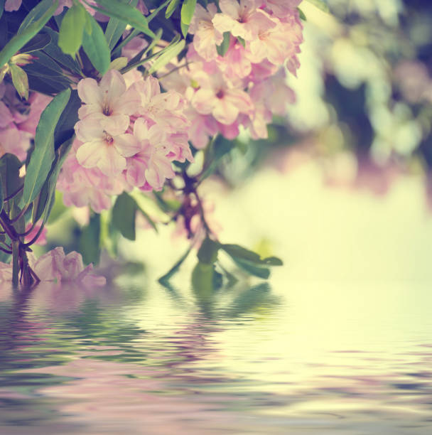 istock Rhododendron maximum pink flowers 936818468