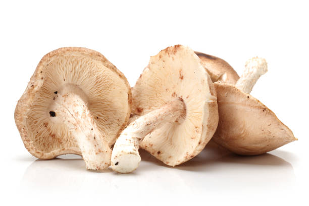 istock Shiitake mushroom isolated on white background 936818776