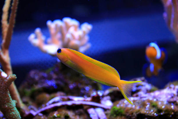 istock Midas Blenny in saltwater reef aquarium 936820958