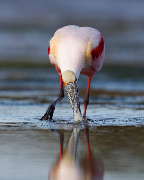 istock Roseate Spoonbill feeding in a Florida lagoon 936821390