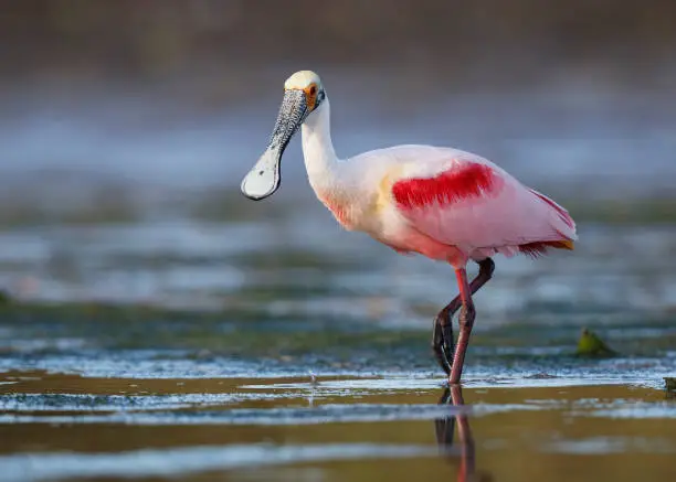 Roseate Spoonbill (Platalea ajaja) wading in a shallow lagoon - Pinellas County, Florida