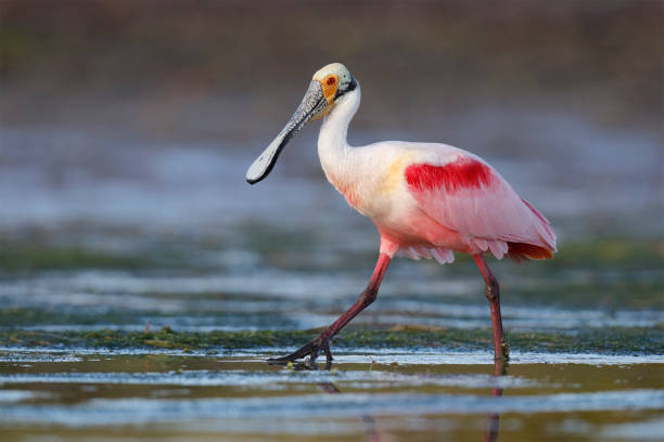 istock Roseate Spoonbill wading in a Florida lagoon 936821516