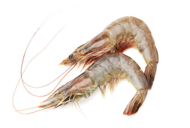 istock Fresh vannamei shrimp on white background 936821522