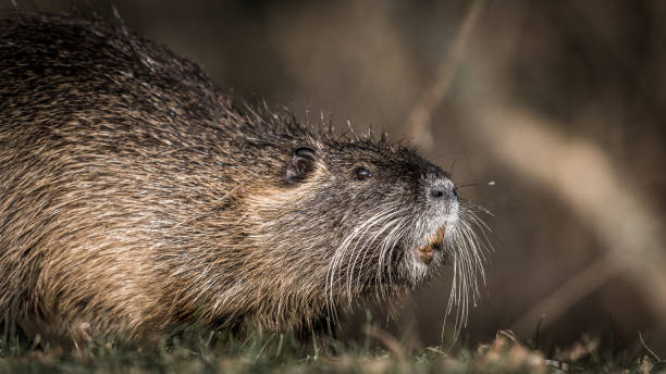 istock Nutria, a beaver rat in Brandenburg 936821996