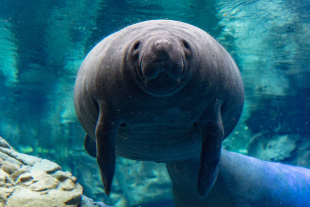 istock newborn baby manatee close up portrait 936824964
