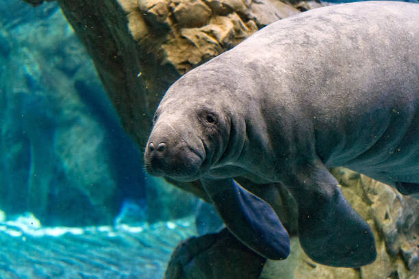 istock newborn baby manatee close up portrait 936824990