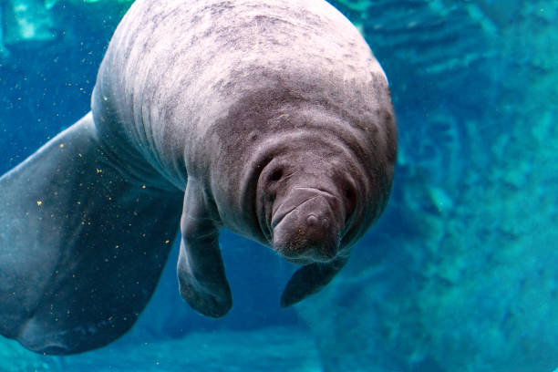 istock newborn baby manatee close up portrait 936825032