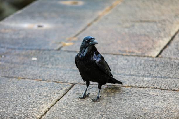 istock Black Raven seeking food. 936825242