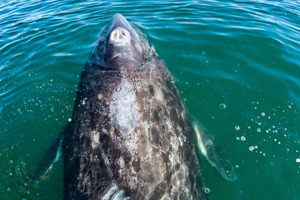 istock grey whale mother nose going up 936825790