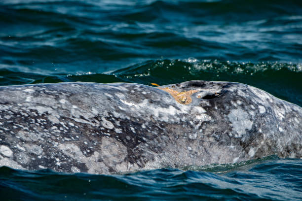 istock grey whale mother nose breathing 936825936