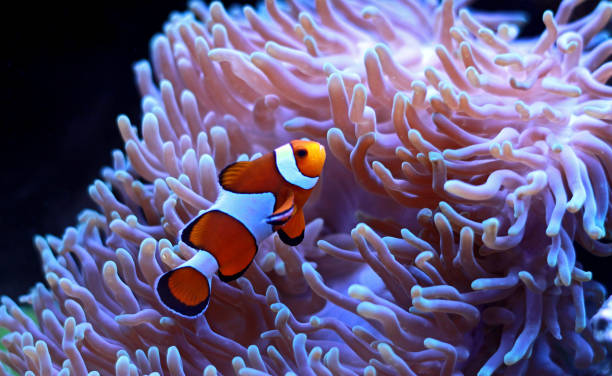 istock Clown fish enjoy in magnifica anemone 936825964