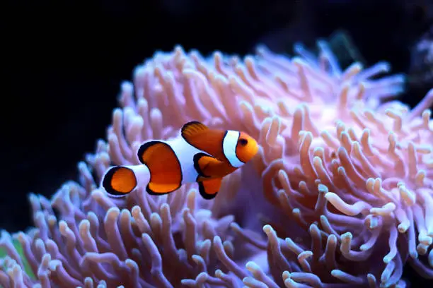 Photo of Clown fish enjoy in magnifica anemone