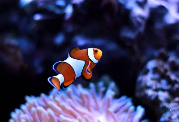 Photo of Clown fish enjoy in magnifica anemone