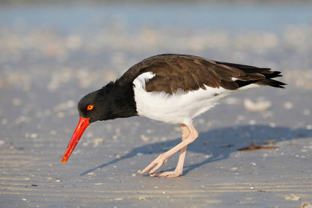 American Oystercatcher (Haematopus palliatus) foraging on a beach - Pinellas County, Florida