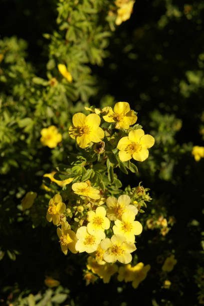 Potentilla fruticosa goldfinger yellow flowers with green Potentilla fruticosa goldfinger yellow flowers with green potentilla goldfinger stock pictures, royalty-free photos & images