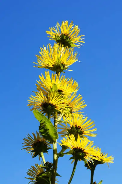 Elecampane or Inula helenium or horse-heal or alanroot or elfdock many yellow flowers with blue background vertical