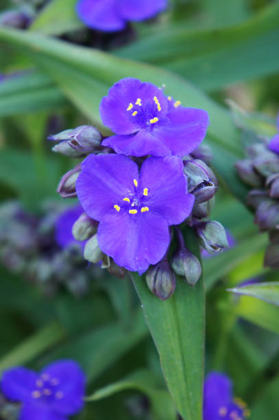 tradescantia andersoniana ou tradescantie bleu fleurs avec près de vert vers le haut - tradescantia epidermis photos et images de collection