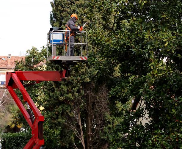 istock A worker with a chainsaw, from an aerial platform,  prunes the trees 936832632
