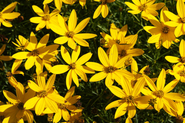 Photo of Coreopsis zagreb or threadleaf coreopsis or tickseed golden many yellow flowers with green