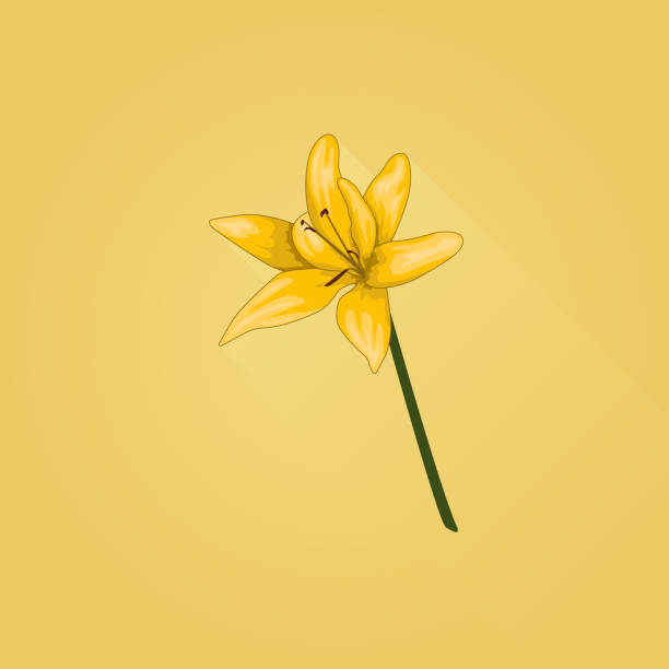 istock Illustration of yellow lilium flower. 936833088