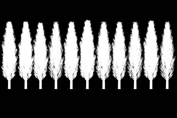 A minimalist of an black and white image of a tree that has been inversed.