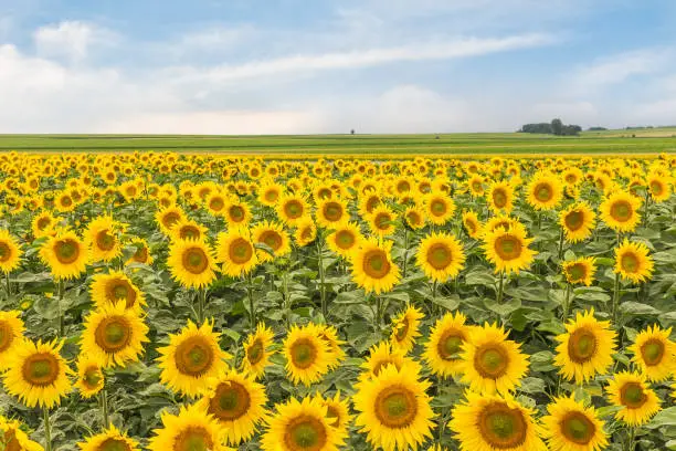 Beautiful rural landscapes. Big sunflower flower. Fields of blooming sunflowers.